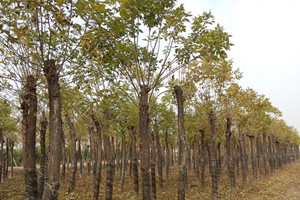 最新苗木供應單